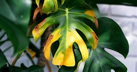 Monstera Yellow Leaves: 10 Most Common Causes